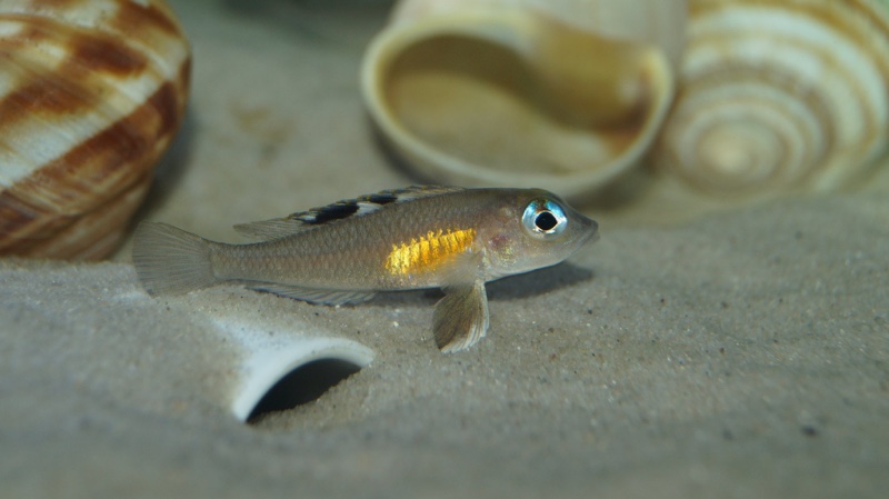 Lamprologus kungweensis